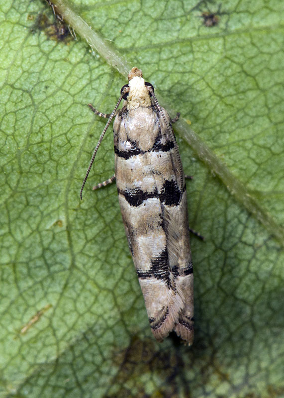 Tortricidae: Pseudococcyx tessulatana